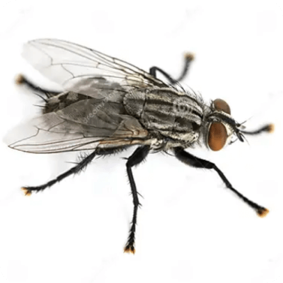 蝇